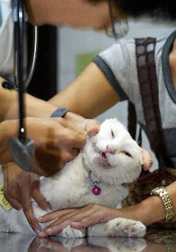 Pierwsze przypadki ptasiej grypy u kotów