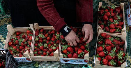 Takich truskawek nigdy nie jedz. Grozi nawet utratą przytomności