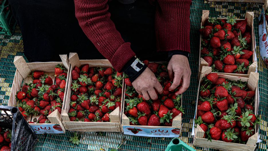 Takich truskawek nigdy nie jedz