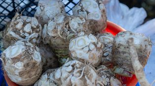 Obowiązkowy w diecie po 60. roku życia. Biały korzeń gasi stany zapalne