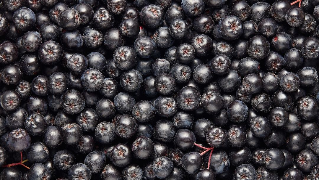 Aronia