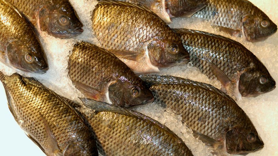 Tania i bardzo niezdrowa. Ryba, którą karmi się odchodami zwierząt