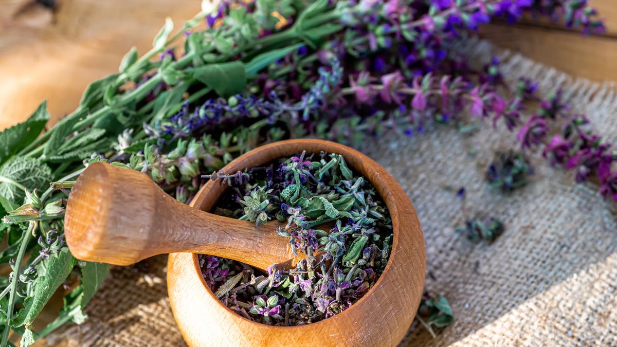 Szałwia muszkatołowa ma pozytywny wpływ na stan zdrowia i samopoczucie.