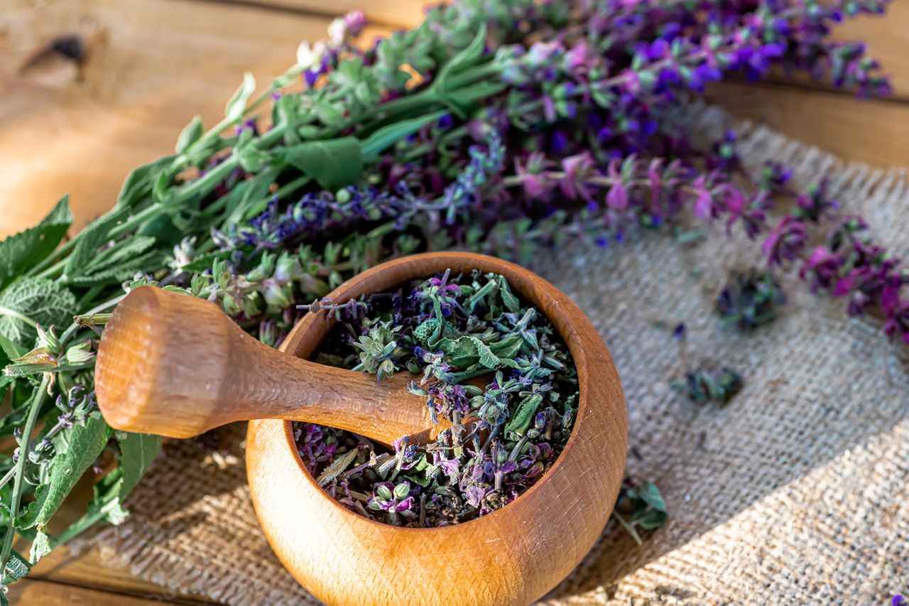 Szałwia muszkatołowa - skład, dawkowanie, sposób użycia i właściwości