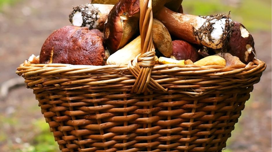 Uwaga na grzyby pod ochroną! Kara za zerwanie to nawet 5 tysięcy złotych