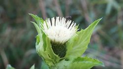 Czarcie żebro - charakterystyka, właściwości lecznicze, środki ostrożności