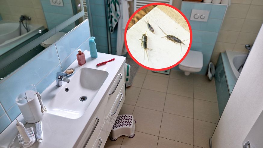 Rybiki nie znoszą tego zapachu. Szybko pozbędziesz się uciążliwych szkodników