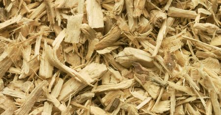 Eleuterokok – syberyjski adaptogen na energię i odporność. Działanie potwierdzone badaniami