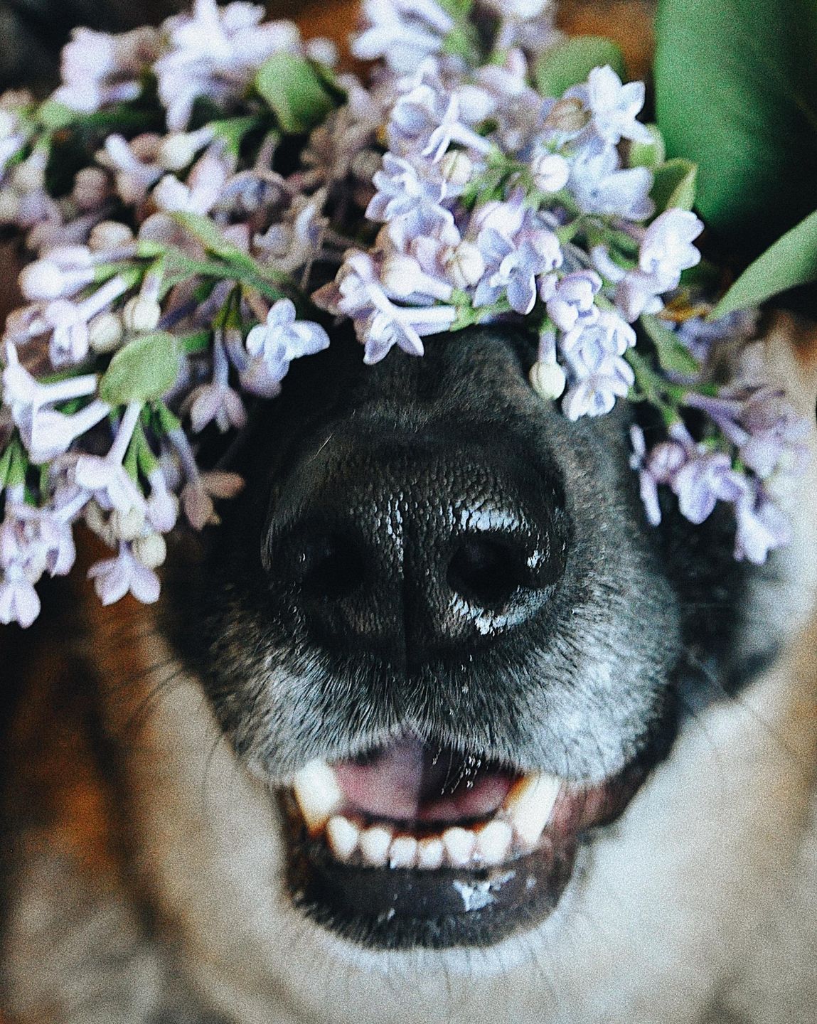 Schronisko w Zielonej Górze potrzebuje pomocy