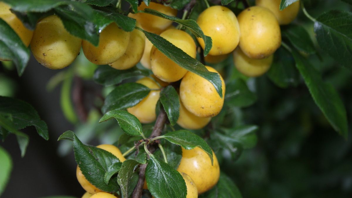 Nalewka z mirabelek to bardzo smaczny napój alkoholowy.