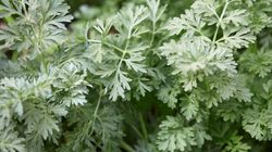 Bylica piołun - charakterystyka, właściwości, zastosowanie