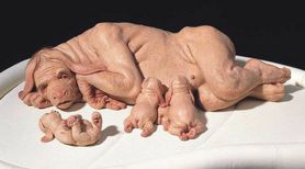 Naukowcy stworzyli chimerę człowieka i świni 