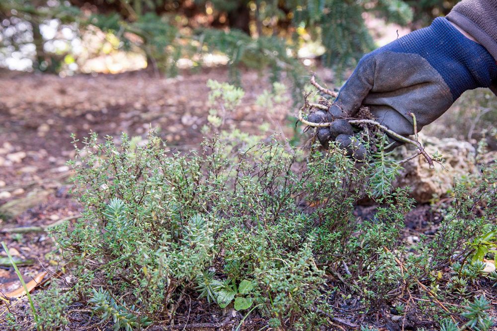Tymianek jest łatwy w uprawie