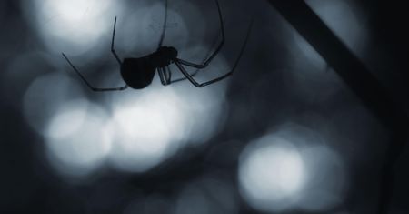 Jak pozbyć się pająków z domu? Domowe sposoby