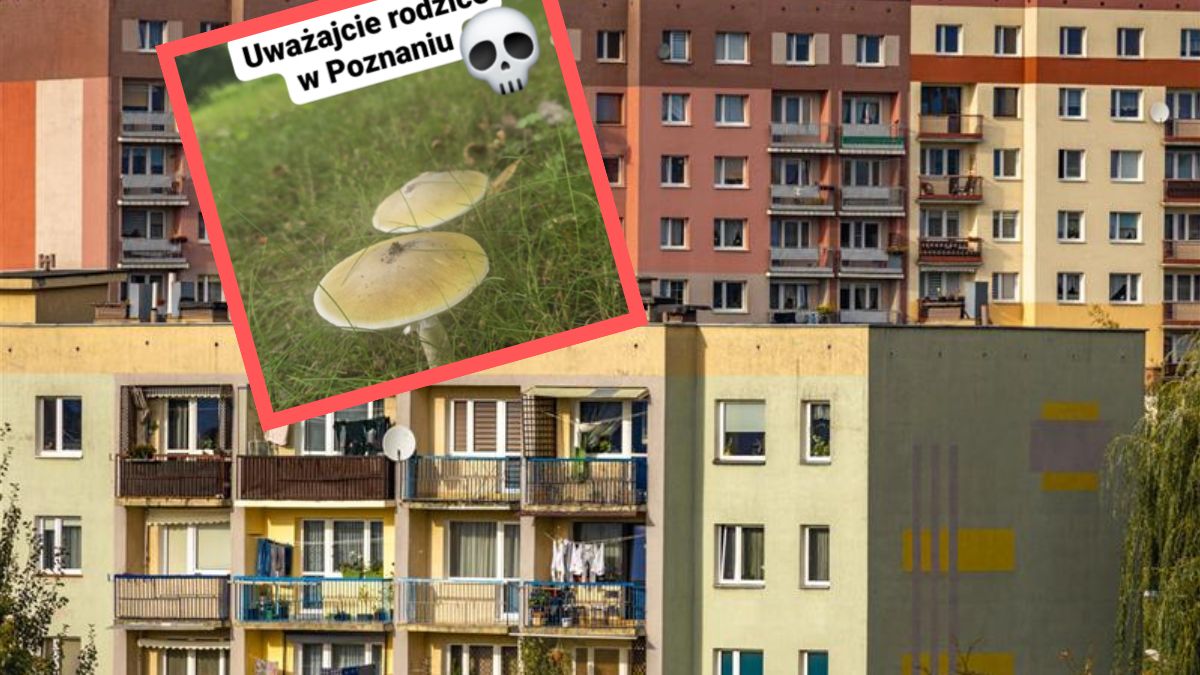 "Niedaleko jest plac zabaw, także uważajcie mamusie z dziećmi"