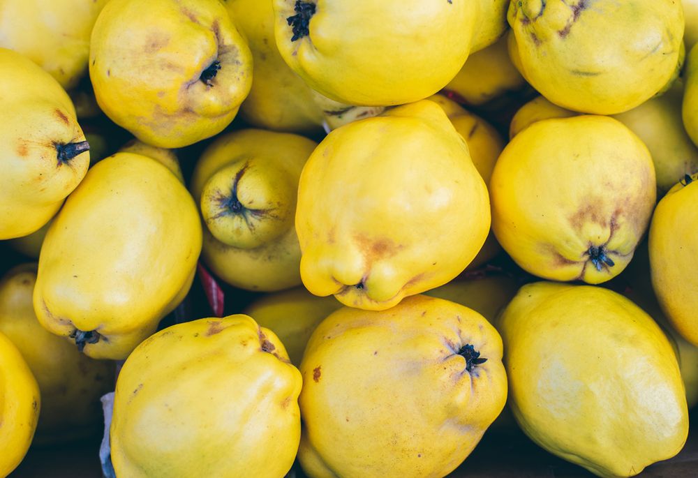 Pigwa jest bardzo zdrowa i warto wprowadzić ją do codziennej diety. 
