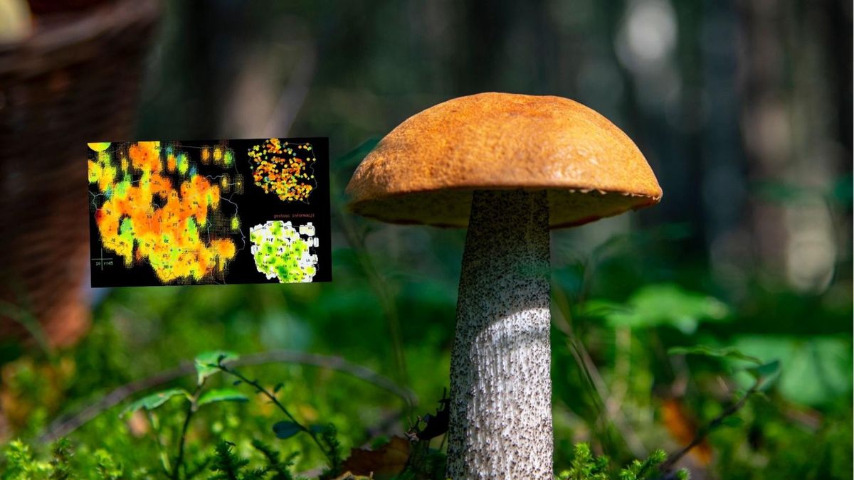 Gdzie na grzyby? W tych miejscach możesz liczyć na prawdziwy wysyp