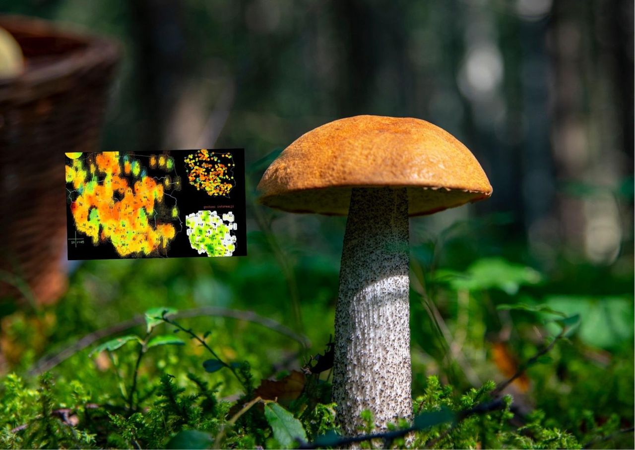 Mapa grzybów. W tych miejscach możesz liczyć na prawdziwy wysyp