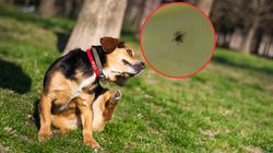 Azjatyckie kleszcze dotarły do Polski. Te zapachy je odstraszą