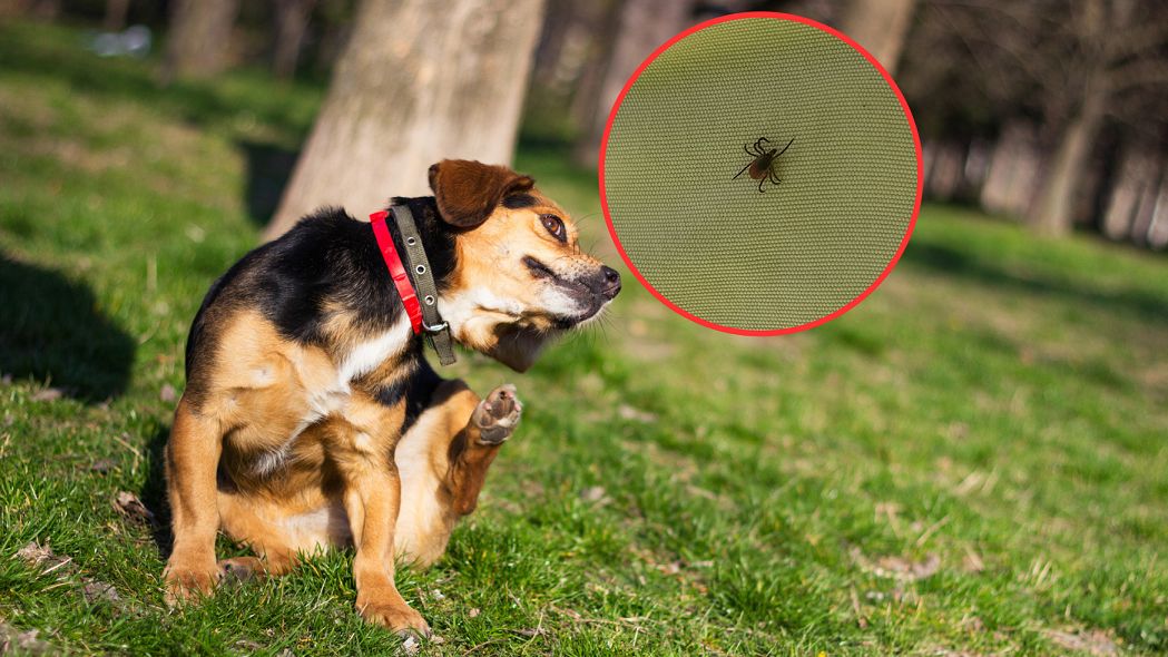 Groźna kleszcze są już w Polsce