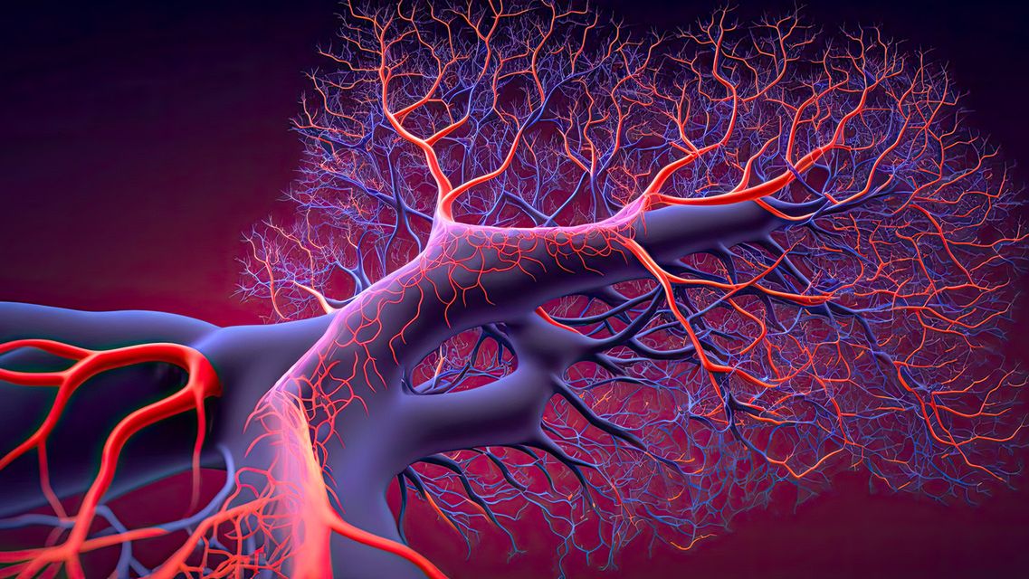 Naczynia włosowate to małe naczynia krwionośne w organizmie człowieka.