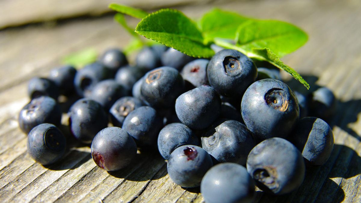 Vaccinium myrtillus, czyli borówka czarna, to charakterystyczna i bujna krzewinka, która porasta lasy. 