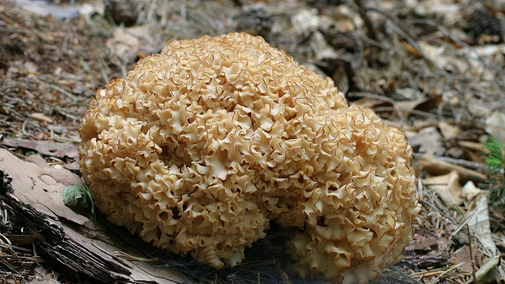 Działa antyrakowo i przeciwzapalnie. Koziej brody szukaj w pobliżu świerków