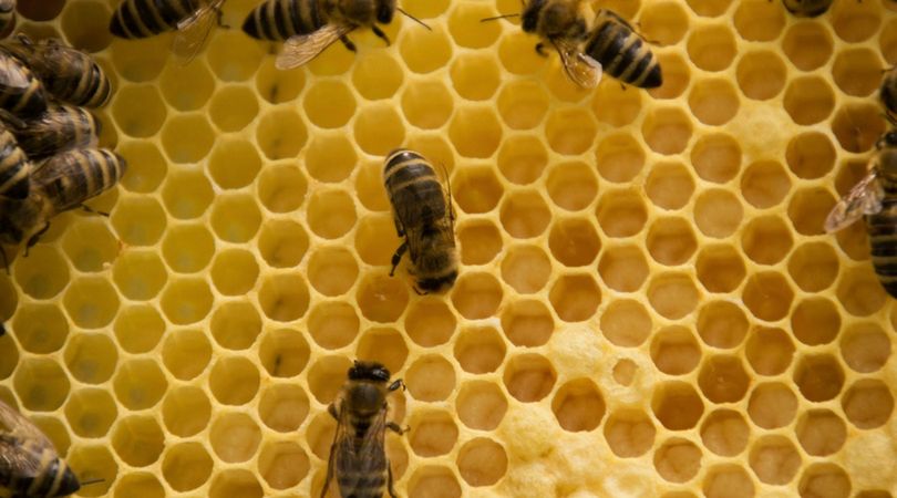 Naukowcy dowiedli, że mleczko pszczele doskonale wspomaga gojenie ran