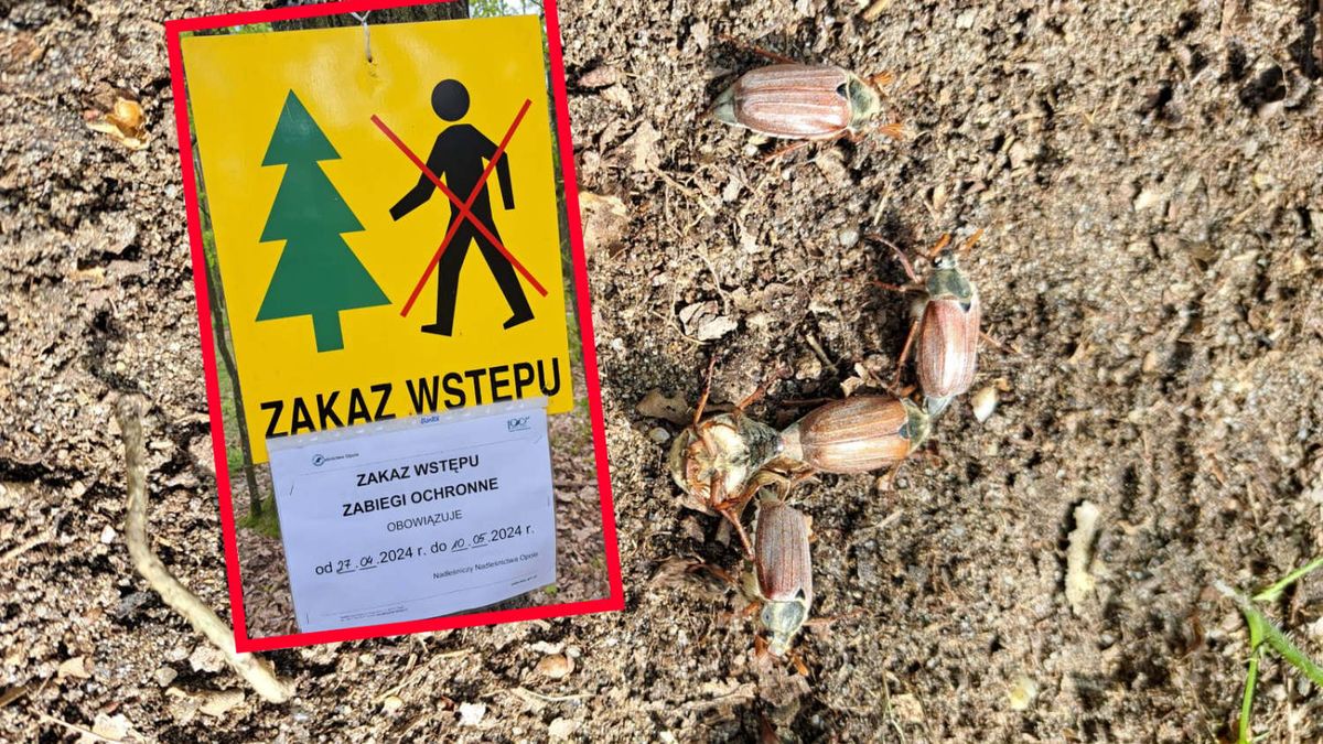 Zakazali wstępu do tego lasu. Powodem opryski przeciwko owadowi