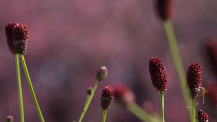Krwiściąg lekarski jest rośliną należącą do rodziny różowatych, która posiada wiele właściwości leczniczych. 