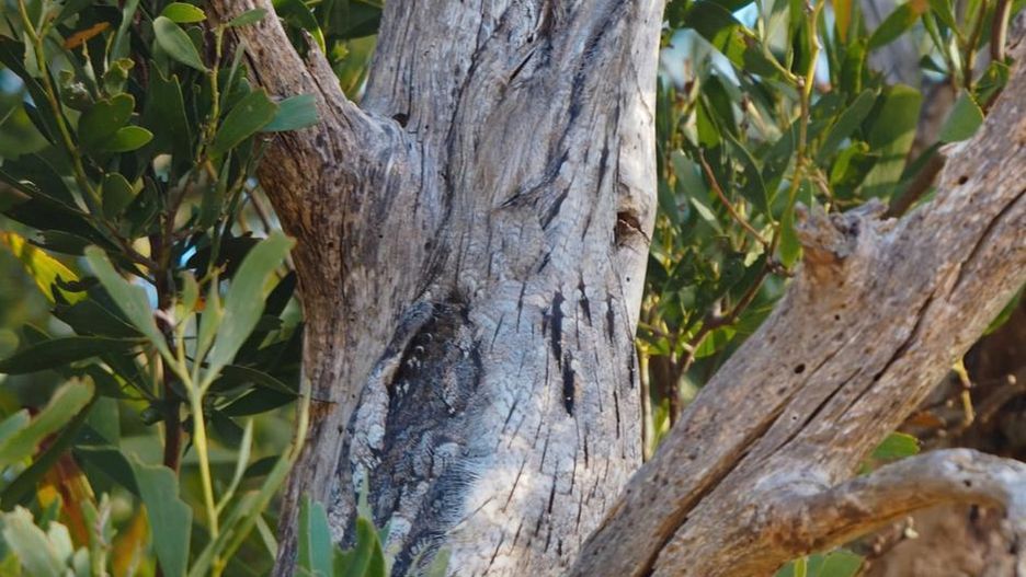 Widzisz ukryty na zdjęciu szczegół? Lepiej przyjrzyj się dokładnie