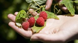 Herbatka z łodyg malin. Jakie ma właściwości?