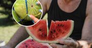 Jak poznać najlepszego arbuza? Ludzie pokochali ten trik