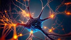 Nerw - budowa, rodzaje i funkcje