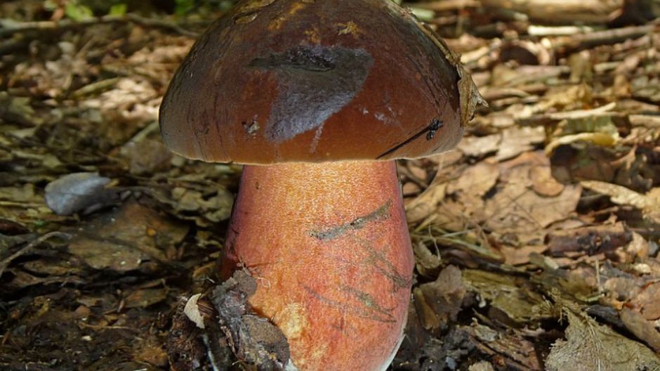 W polskich lasach pojawiają się pierwsze grzyby