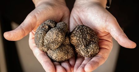 Kosztują nawet 1,5 tys. zł za kilogram. Tu szukaj "czarnych diamentów"