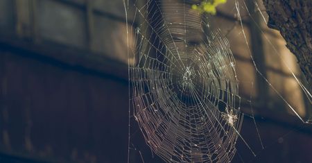 Sposoby na pająki. Jak je odstraszyć i co zrobić, gdy pogryzą?