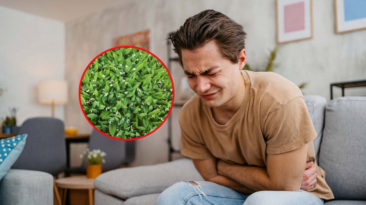 W Polsce uznawane za symbol maja. Konwalie są bardzo trujące