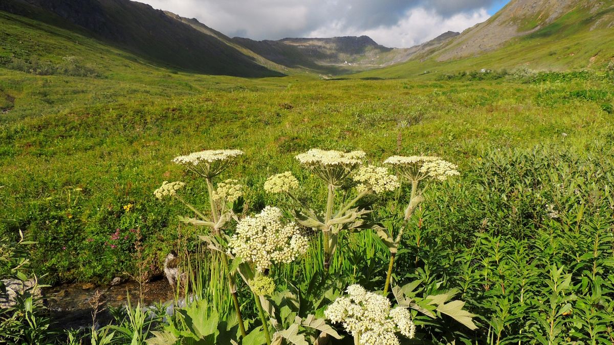 Gorysz występuje m.in. na podgórzach i w górach
