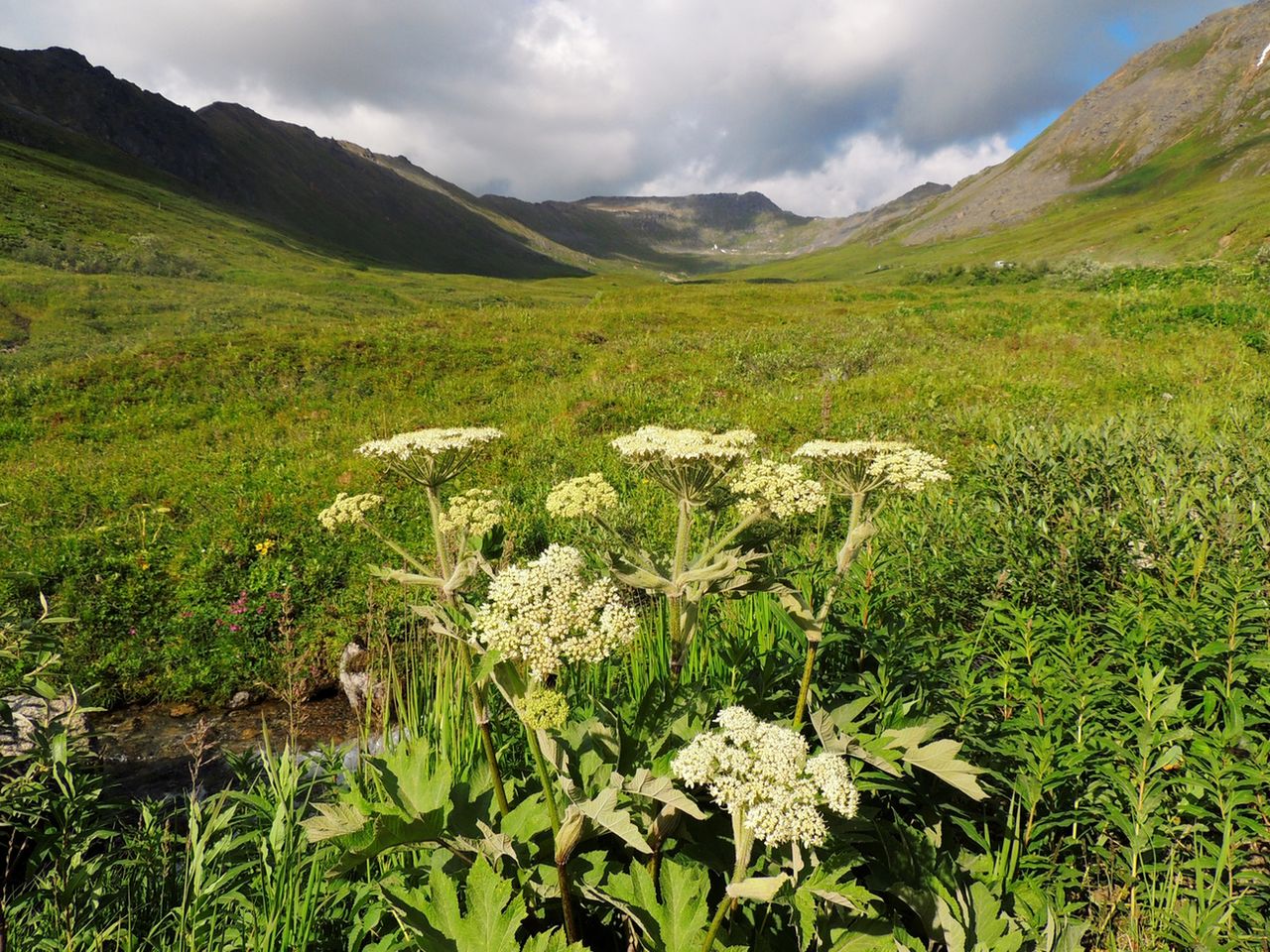Gorysz – działanie, wskazania, przeciwwskazania, jak stosować