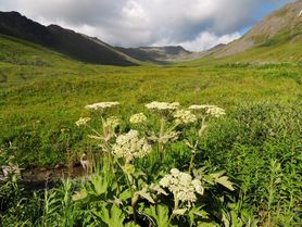 Gorysz – działanie, wskazania, przeciwwskazania, jak stosować