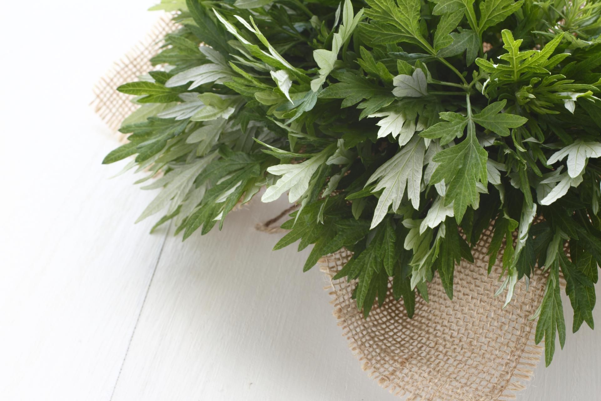 Na pasożyty można stosować zioła między innymi piołun