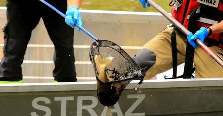 Gnijące ryby stanowią zagrożenie epidemiologiczne. "Już mamy efekt domina"