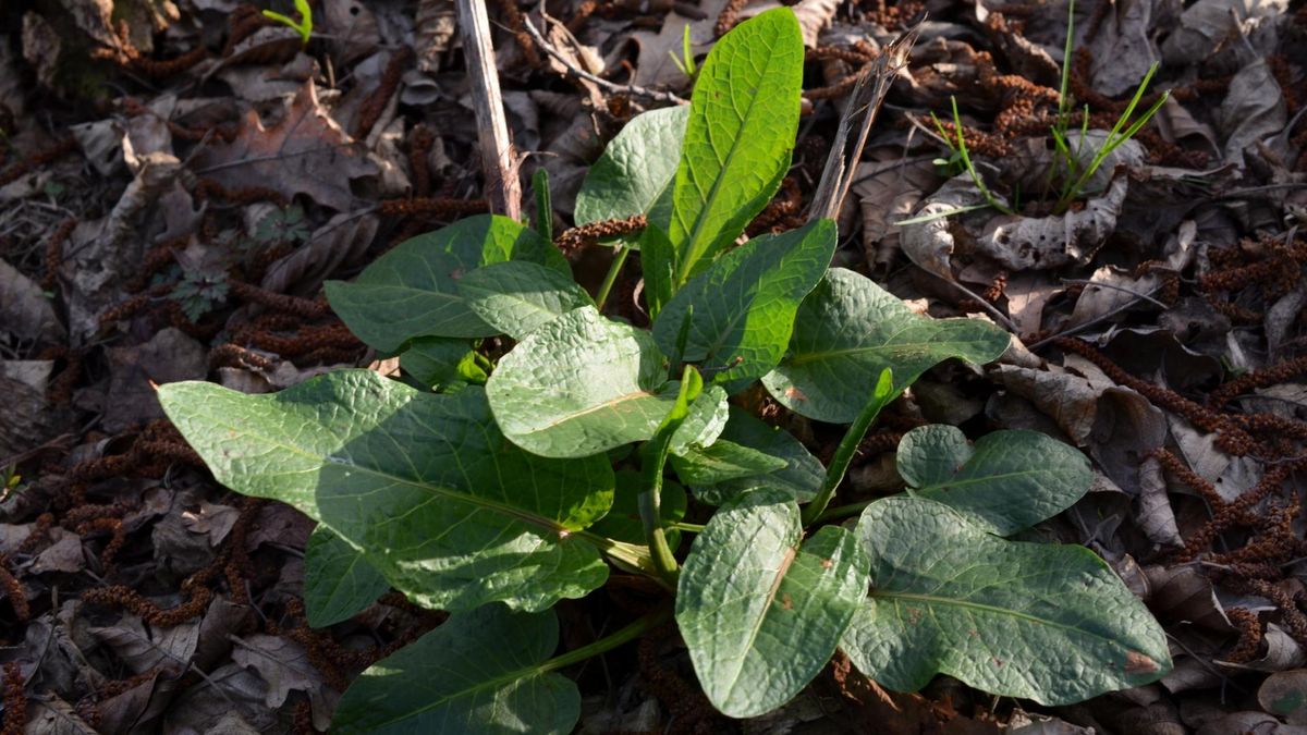 Kwas szczawiowy to organiczny związek chemiczny i najprostszy kwas dikarboksylowy, który występuje w wielu roślinach