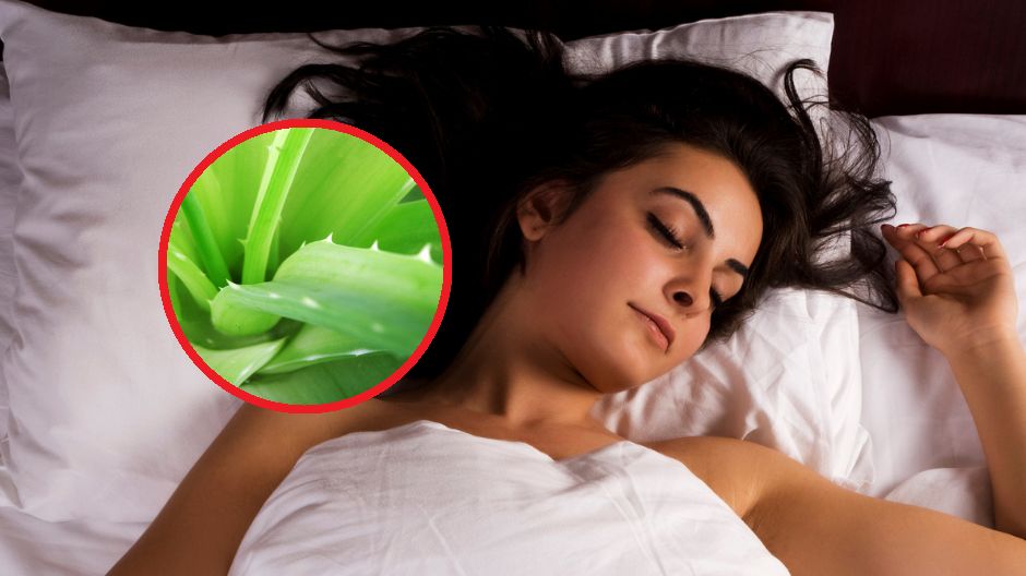 Aloes to naturalny oczyszczacz powietrza