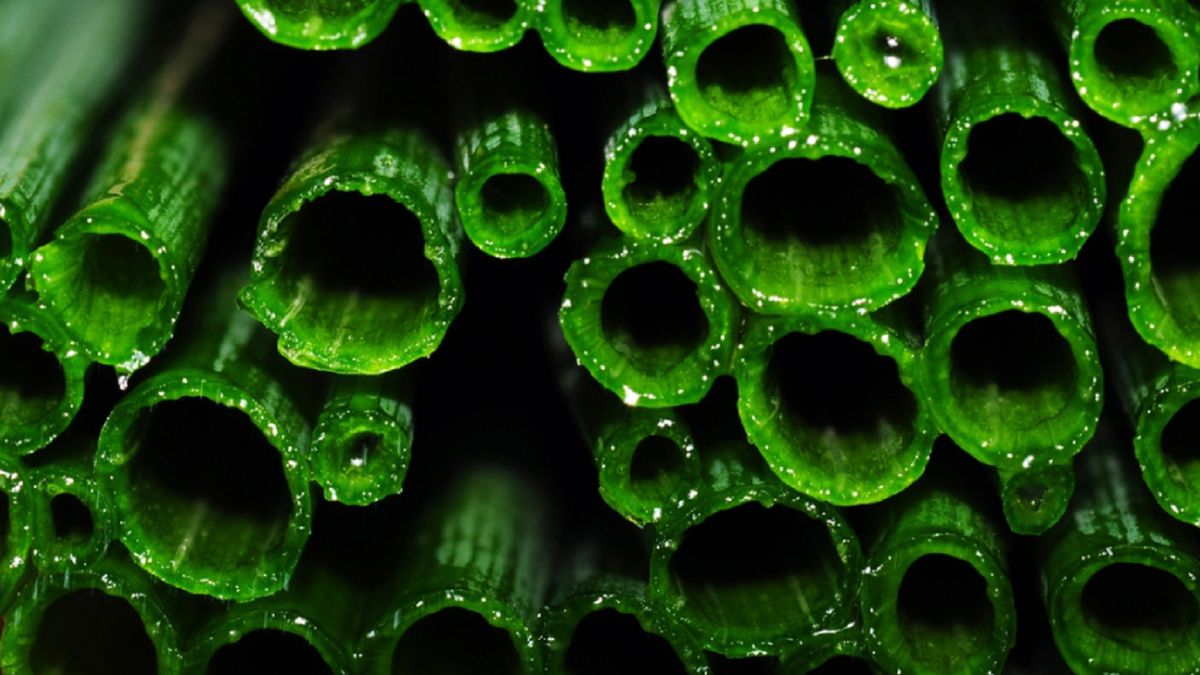 Nie żałujmy sobie szczypiorku, jest bardzo zdrowy