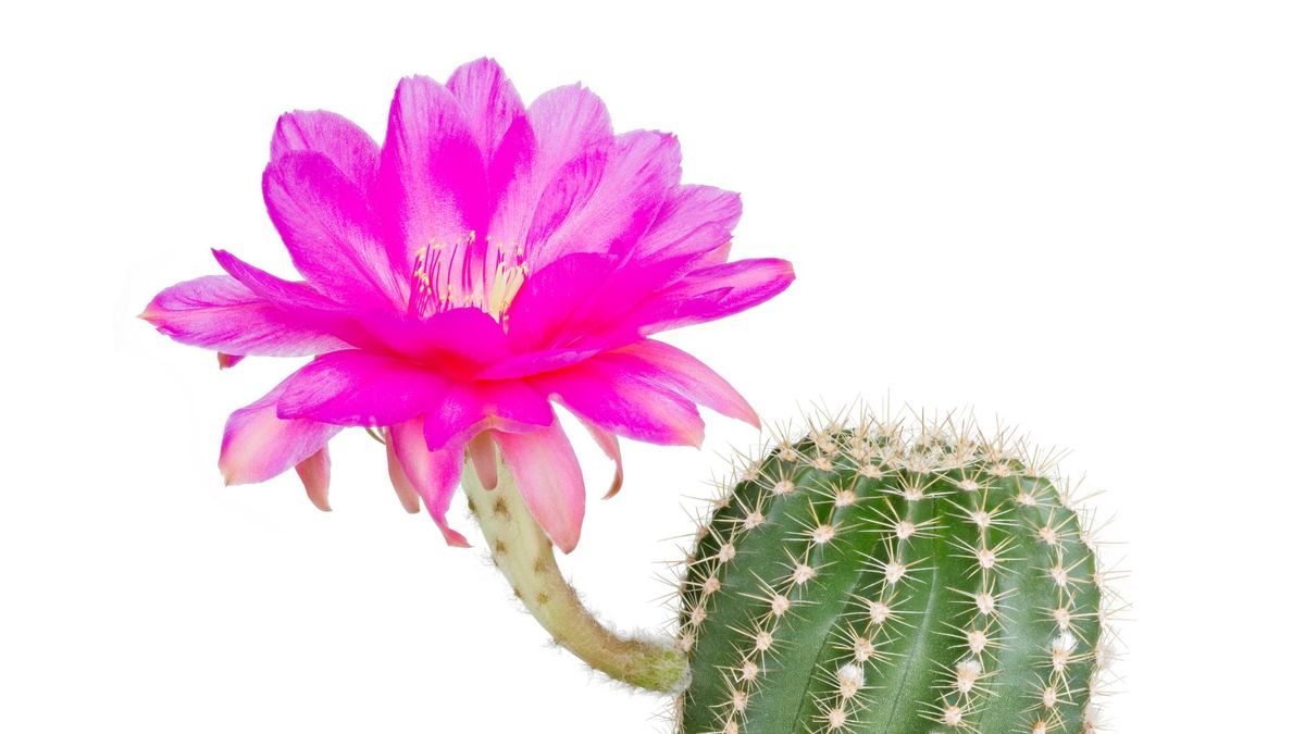 Kaktus jako źródło wielu cennych składników.
