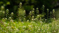 Tasznik pospolity - wygląd, właściwości, wskazania i przeciwwskazania