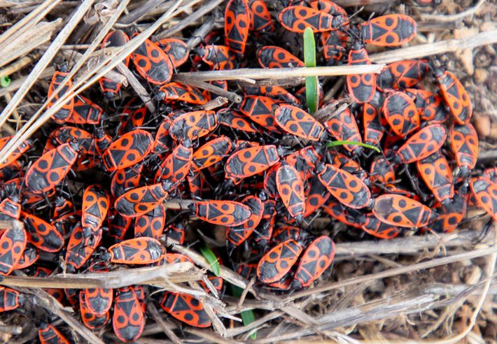 Nie wolno go zabijać. Można pożałować