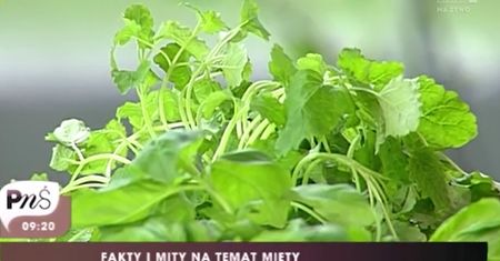 Jakie właściwości ma mięta? (WIDEO)